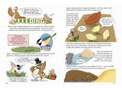 Opening pages of the Feeding chapter of the science graphic novel Born Smart? written and illustrated by Peter Cook and Laura Suzuki, Scholastic Canada, 1993. Two pages of a science comic describing the Feeding behaviours of animals.