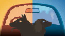 Dangers of Leaving Dogs in Cars in Extreme Temperatures. <i>Dog Eyes</i> magazine. stylized dog in hot car on left side, stylized dog in a cold car on the right side